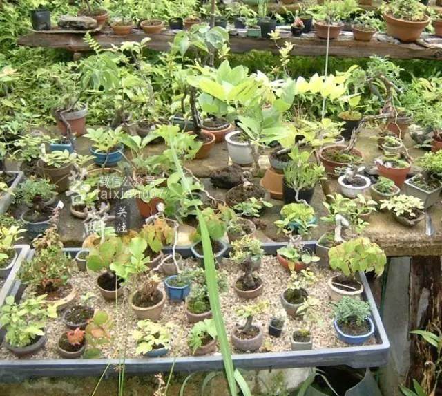 微型盆景培养土壤的选择