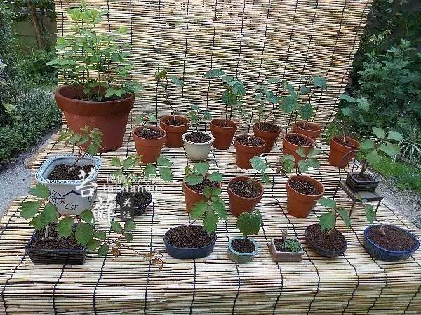 微型盆景安全度过夏天的攻略