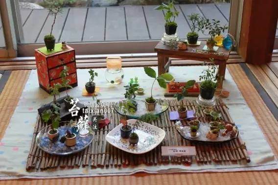 微型盆景安全度过夏天的攻略