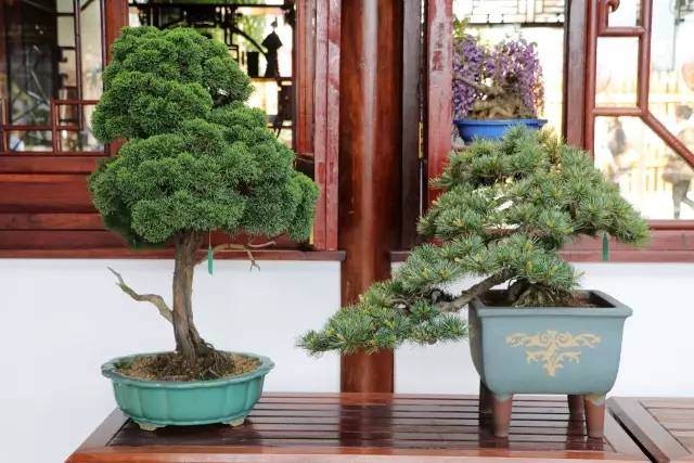 瘦西湖又来送福利!盆景爱好者绝对不能错过!