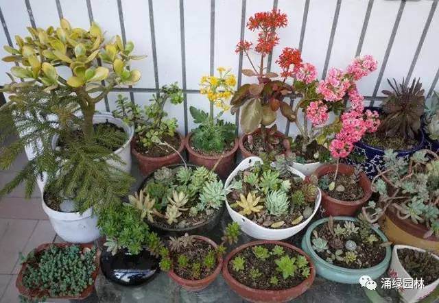 梅雨时节 盆景植物的养护