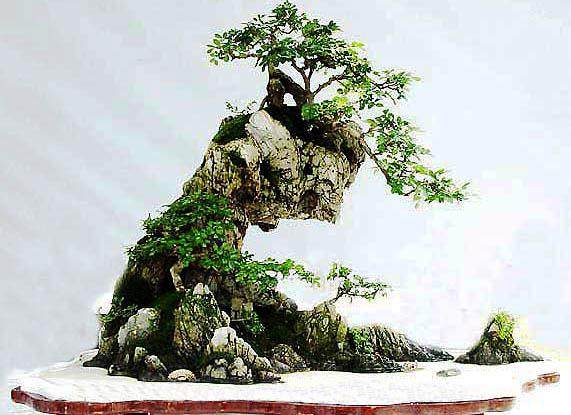 水旱盆景怎样养护管理？怎样对其干地翻盆换土？