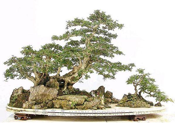 何谓“盆中展现四季景”?