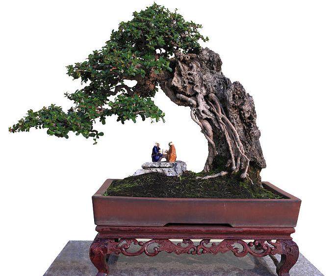 第六届中国盆景展览参展办法