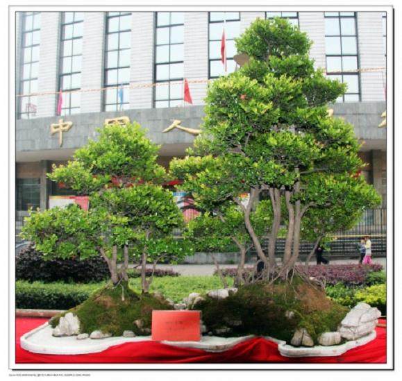 萍乡市筹备举办第二届盆景评比展本刊讯
