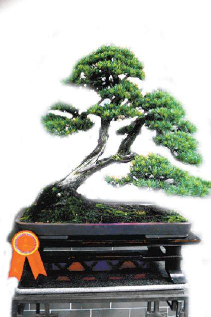 海南盆景专委会召开全省第二届代表大会