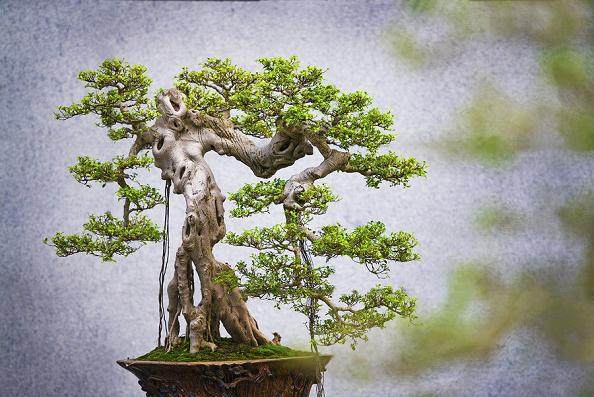 世界盆景联合会世界盆景比赛