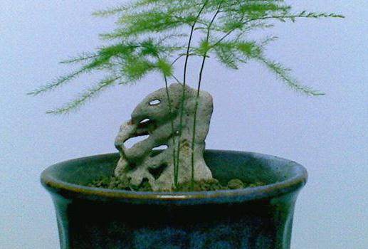 园艺工坊第一课——文竹小盆景制作