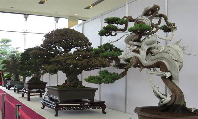 成美文化园盆栽展,有如2017世界展暖身秀