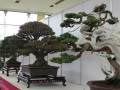 台湾成美文化园盆景展 为2017世界盆景展暖场
