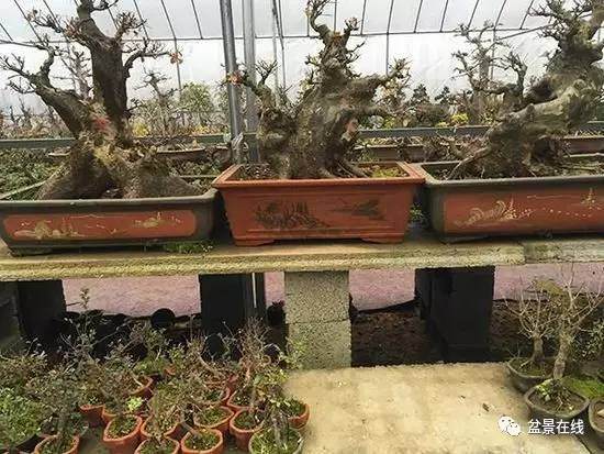 下山桩地种好,还是盆种好?