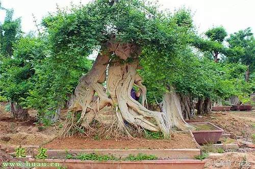 盆景养护：对节白蜡裸根栽植