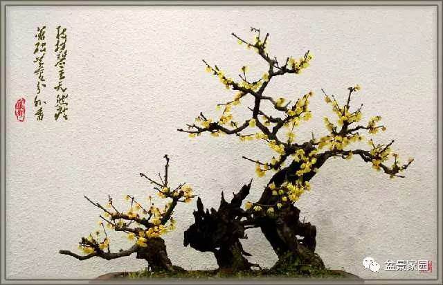 腊梅盆景年年开花的养护方法