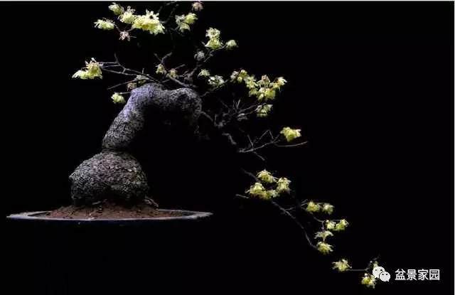 腊梅盆景年年开花的养护方法