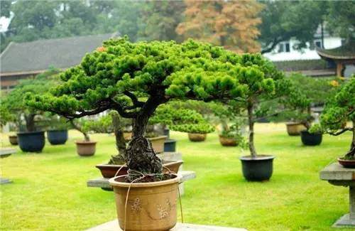 盆景制作过程中可以获得什么样的享受？