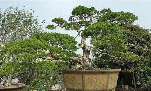 盆景制作过程中可以获得什么样的享受？