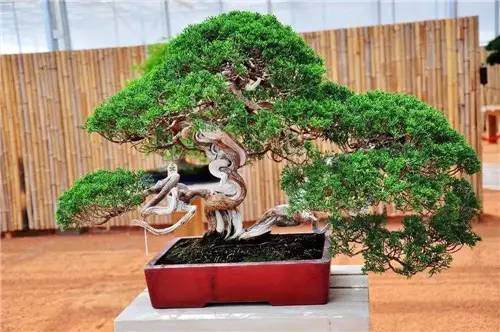 盆景制作过程中可以获得什么样的享受？