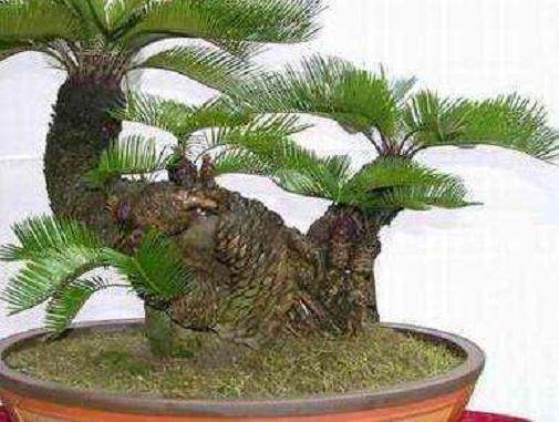 请问:怎样才能促成苏铁种子发芽?