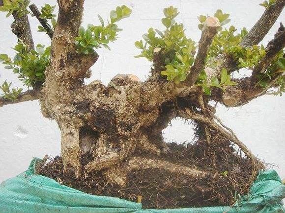 珍珠黄杨老桩什么时候采挖,如何处理成活率高?