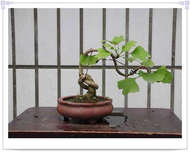 我养的银杏去年换过盆后未见有花?