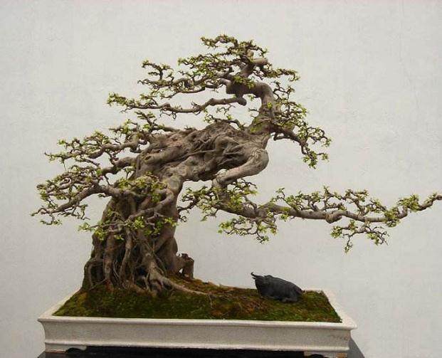 盆景死亡十大原因分析及对策【图解】