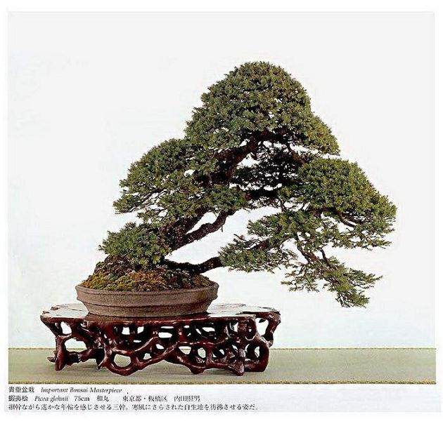 日本高松盆景交流团访问苏州