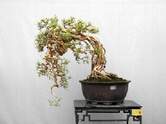 2004中国国际盆景植物晨览会蓄势待发 