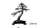 图解 斜干式树木盆景怎么制作的方法