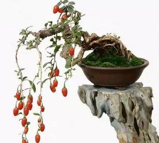 枸杞盆景严重时布满全叶,叶片卷曲坏死了?