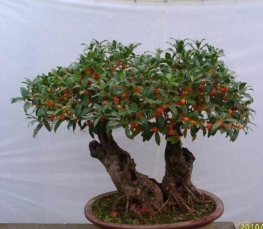 我的盆景桂花出现叶色暗淡、失去光泽的病态?