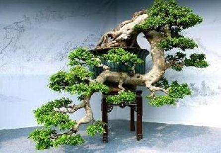 6月16日 北京朝阳区的大观堂盆景园正式开园