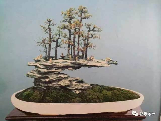 盆景移栽前的管理和造型