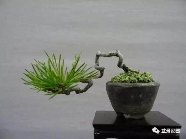 盆景移栽前的管理和造型