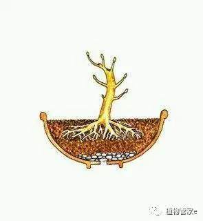 图解 盆景制作怎么修剪造型的方法