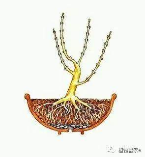 图解 盆景制作怎么修剪造型的方法