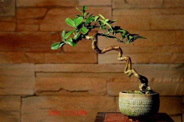 丽水市首届盆景展览会举行