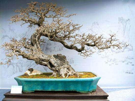 赵庆泉应邀赴美国、波多黎各访问盆景协会