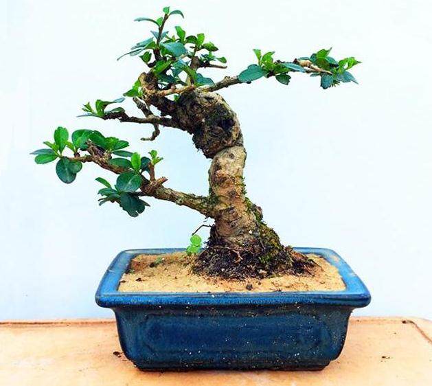 第六届海峡两岸福建盆景展举行