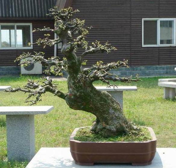 浙江省永康盆景根艺赏石协会成立