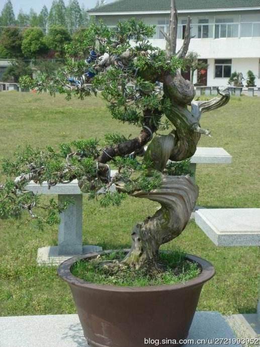 浅谈盆景作品的署名权