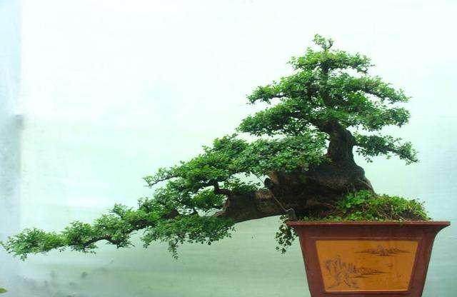 春季,榆树剪枝谨防跑浆