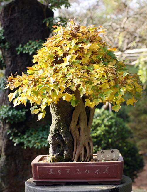 银杏到了六月,叶边开始发黄,渐渐落叶,影响观赏价值?