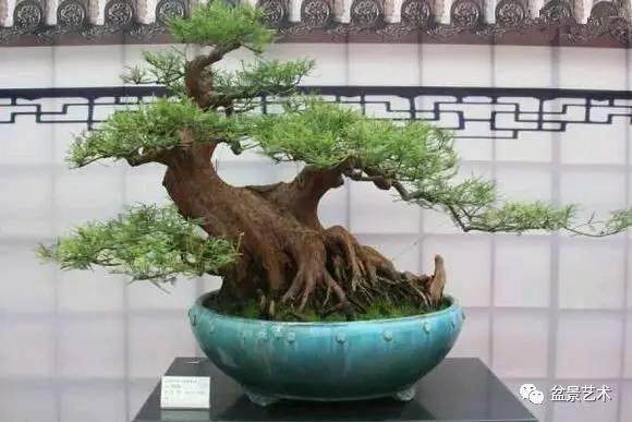 水松盆景造型三法