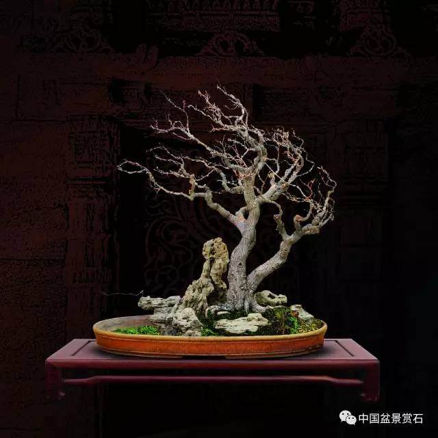 印度盆景——异域风情与盆景艺术的碰撞