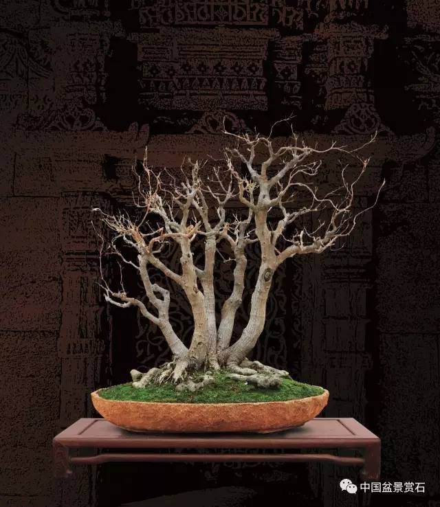 印度盆景——异域风情与盆景艺术的碰撞