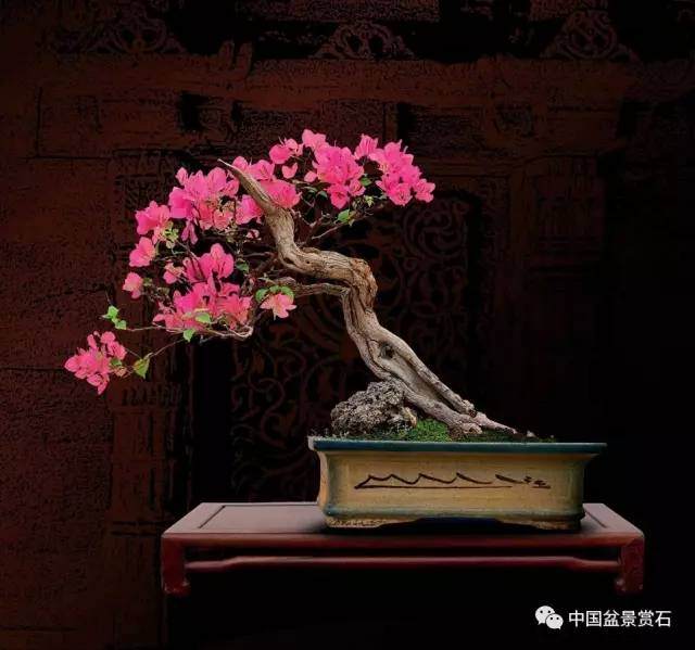 印度盆景——异域风情与盆景艺术的碰撞