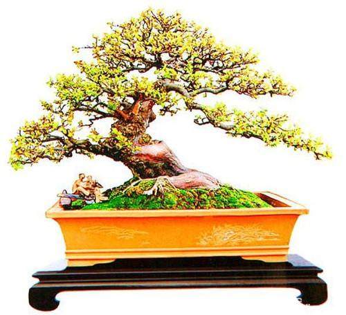 浅谈雀梅盆景的种植与养护