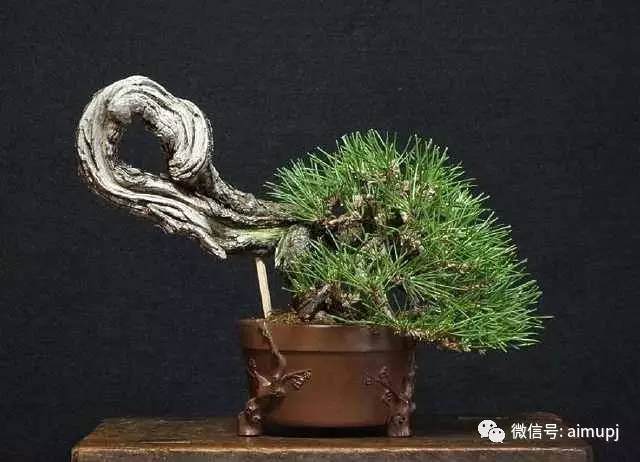 修剪制作盆景的大忌,这16种情形千万不能有