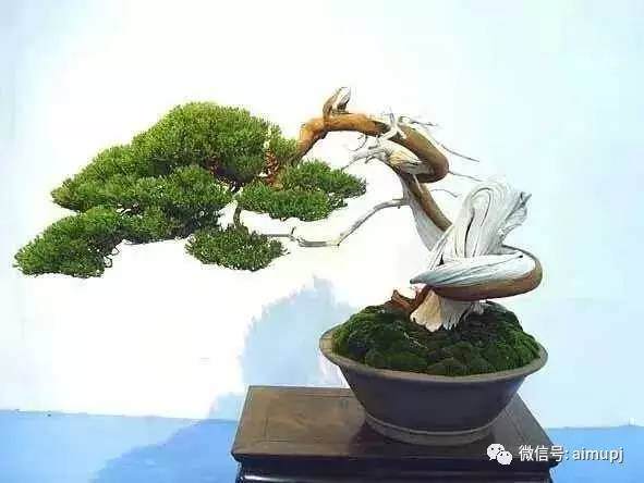 修剪制作盆景的大忌,这16种情形千万不能有