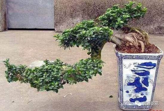 榕树盆景掉叶子一般是这四种原因造成的